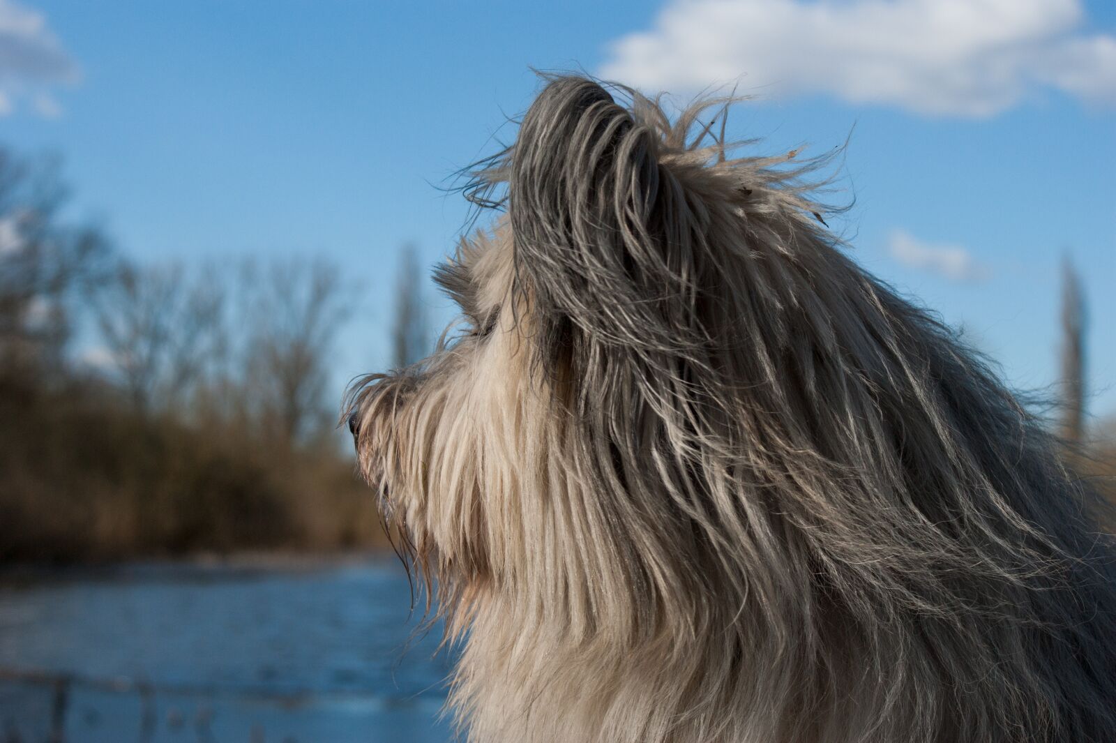Sony Alpha DSLR-A350 sample photo. Dog, fur, pet photography