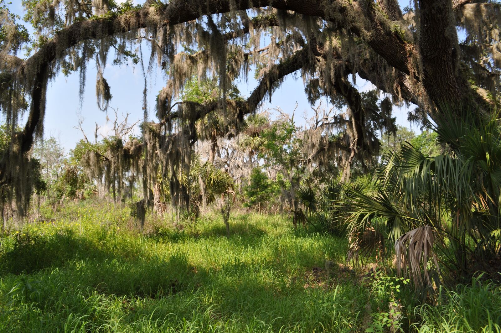 Nikon D5000 sample photo. Tree, nature, landscape photography