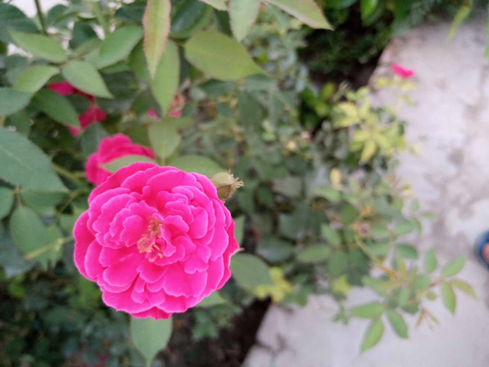 INFINIX MOBILITY LIMITED Infinix X650C sample photo. Red rose, natural, beauty photography