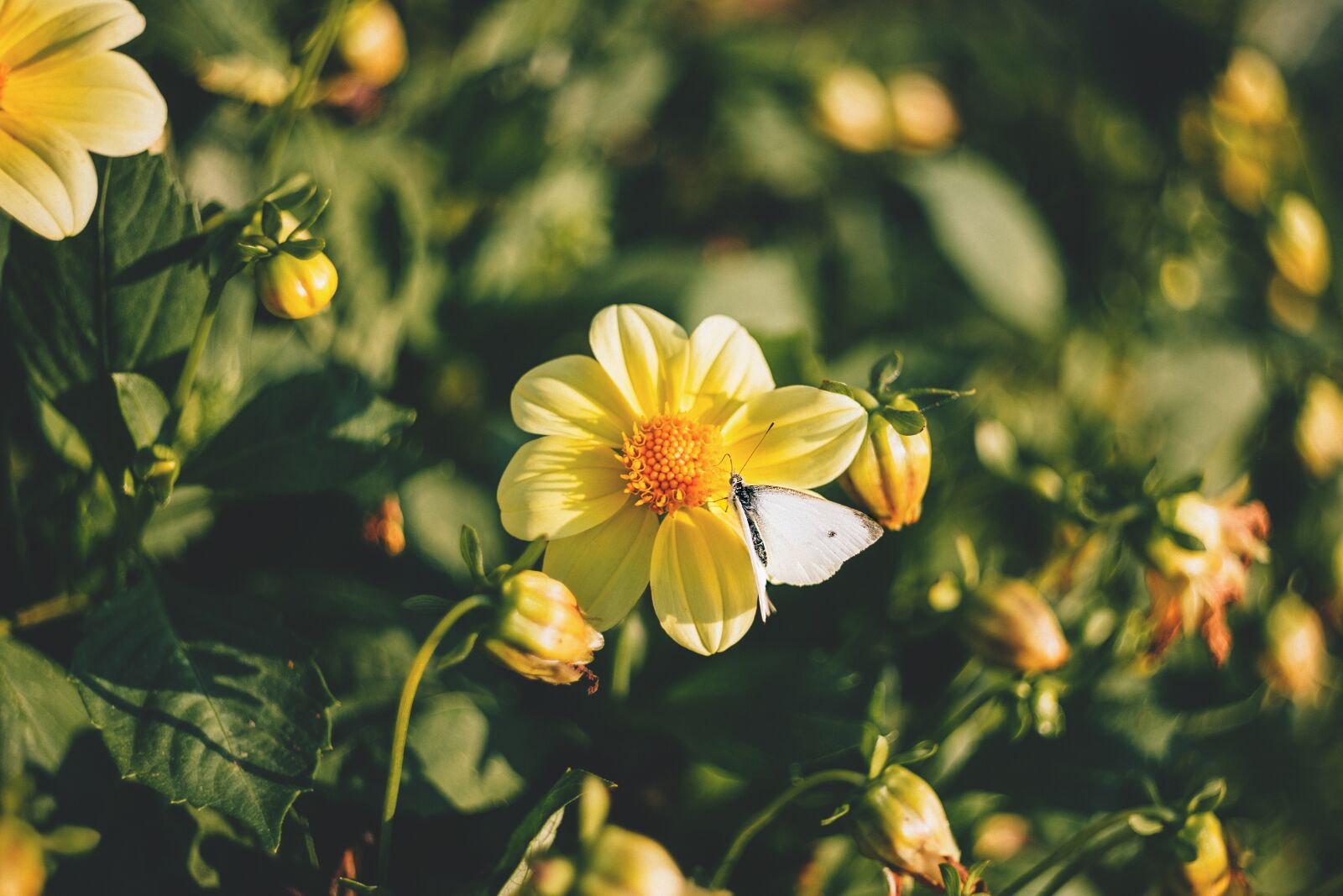 Canon EOS 6D sample photo. Nature, appealing, background photography