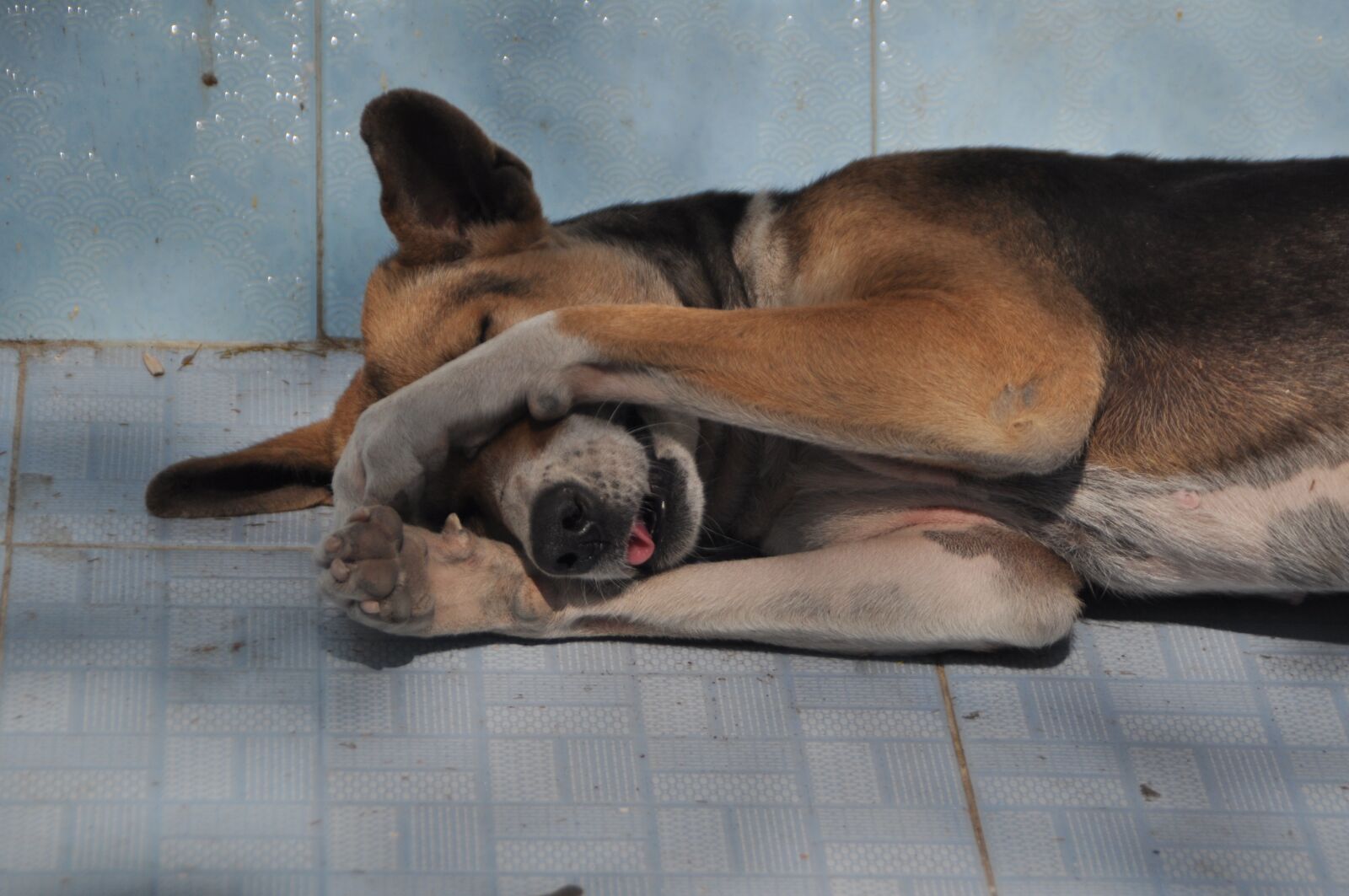 Nikon D5000 sample photo. Dog, oversleeping, tired photography