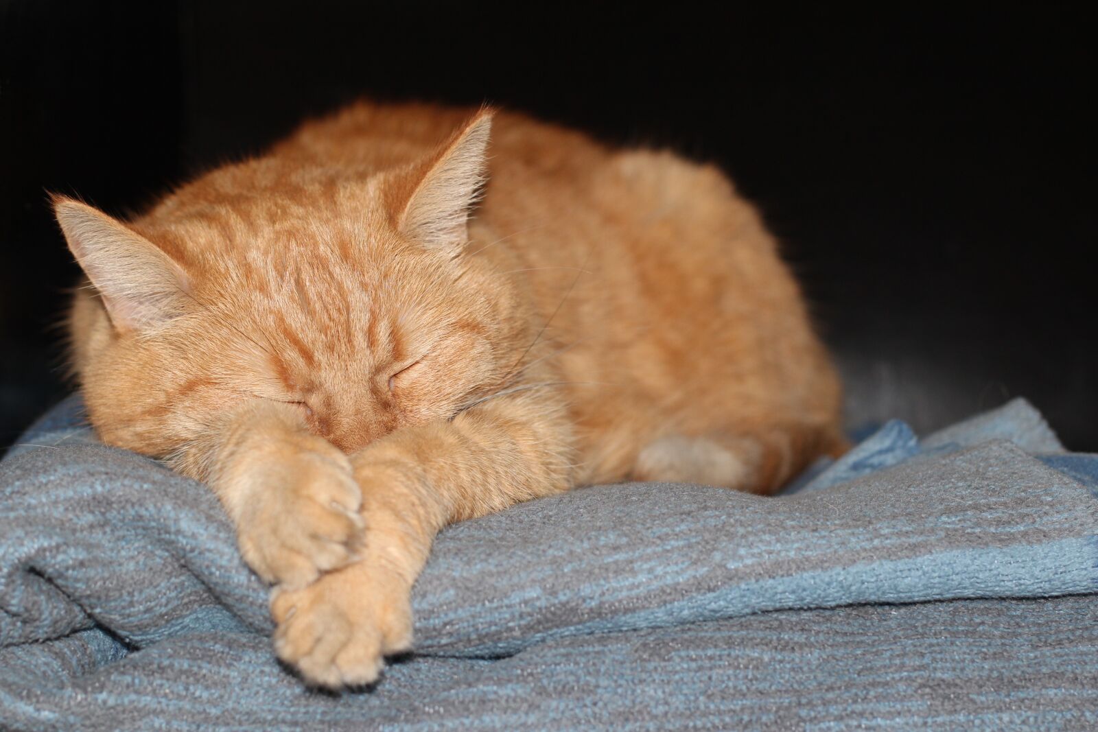 Canon EOS 600D (Rebel EOS T3i / EOS Kiss X5) + Canon EF 50mm F1.4 USM sample photo. Cat, kitten, red photography