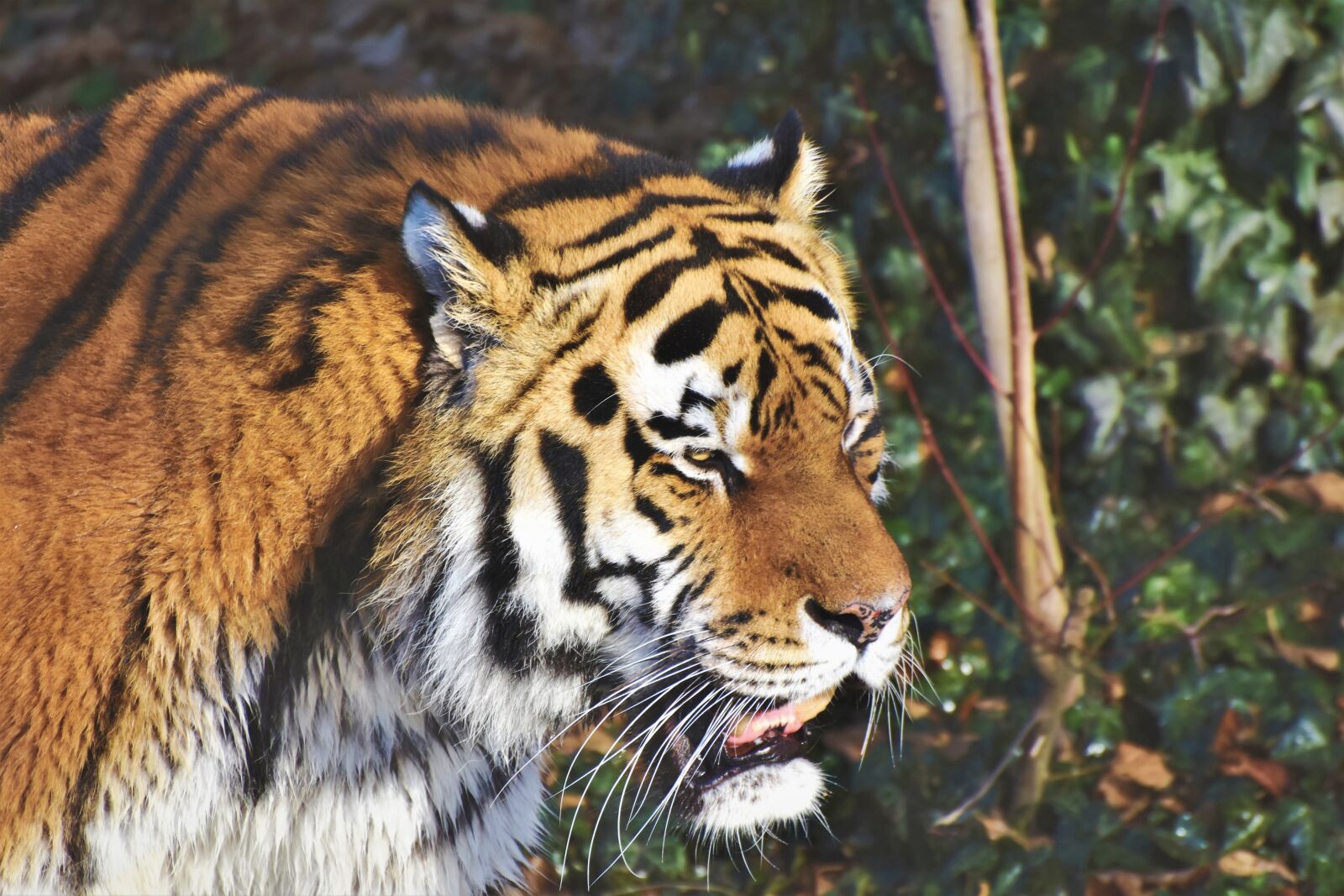 Nikon D7200 sample photo. Siberian tiger, big cat photography