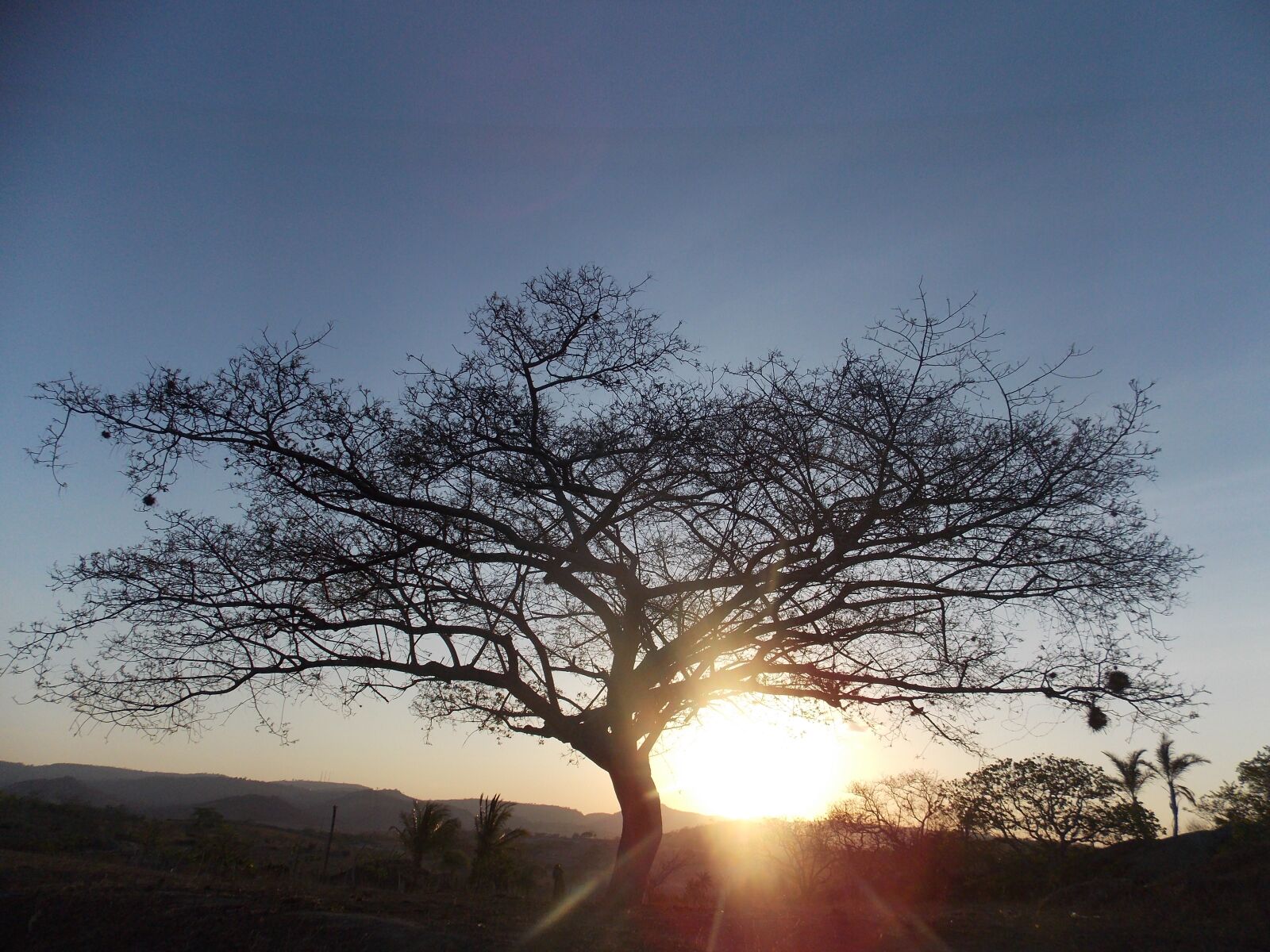 Nikon Coolpix L810 sample photo. The tree of life photography