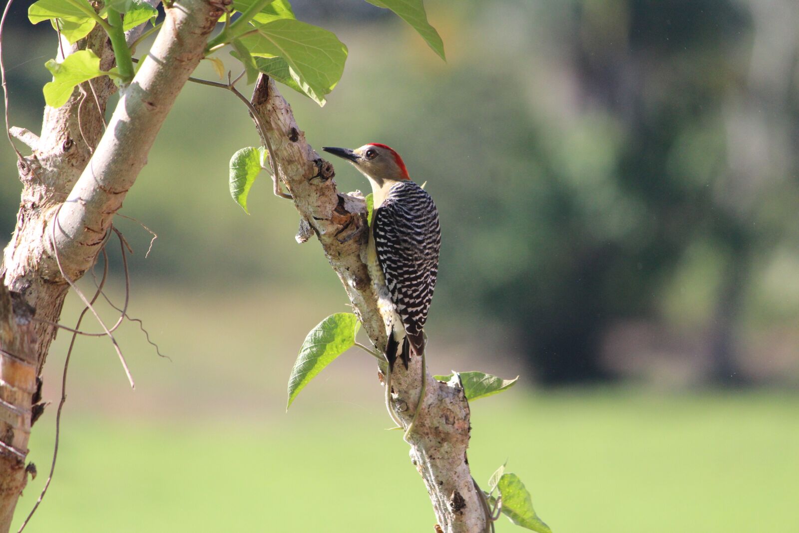 Canon EOS 600D (Rebel EOS T3i / EOS Kiss X5) sample photo. Nature, bird, wildlife photography