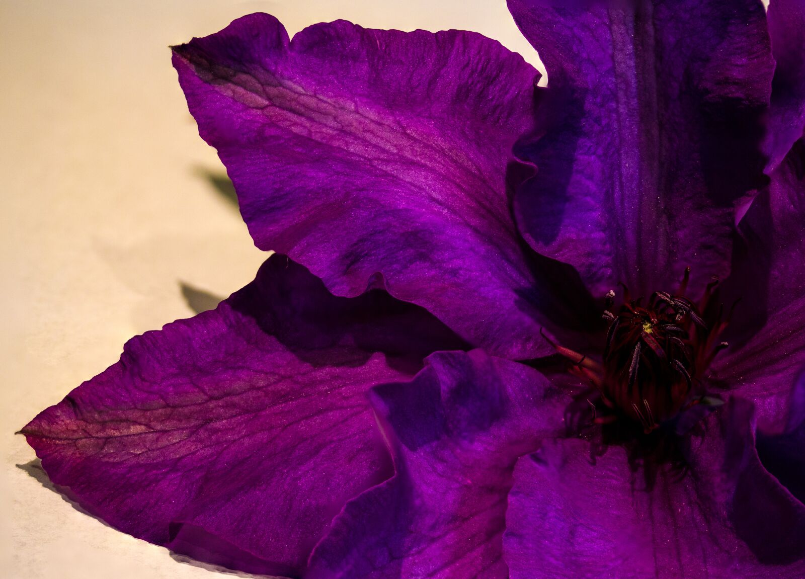 Canon EF-S 60mm F2.8 Macro USM sample photo. Flower, purple, flora photography