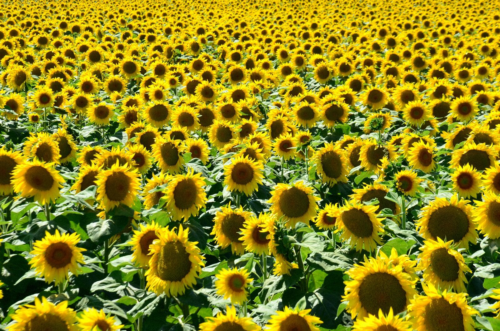 Nikon D5100 sample photo. Summer, sunshine, sunflower photography