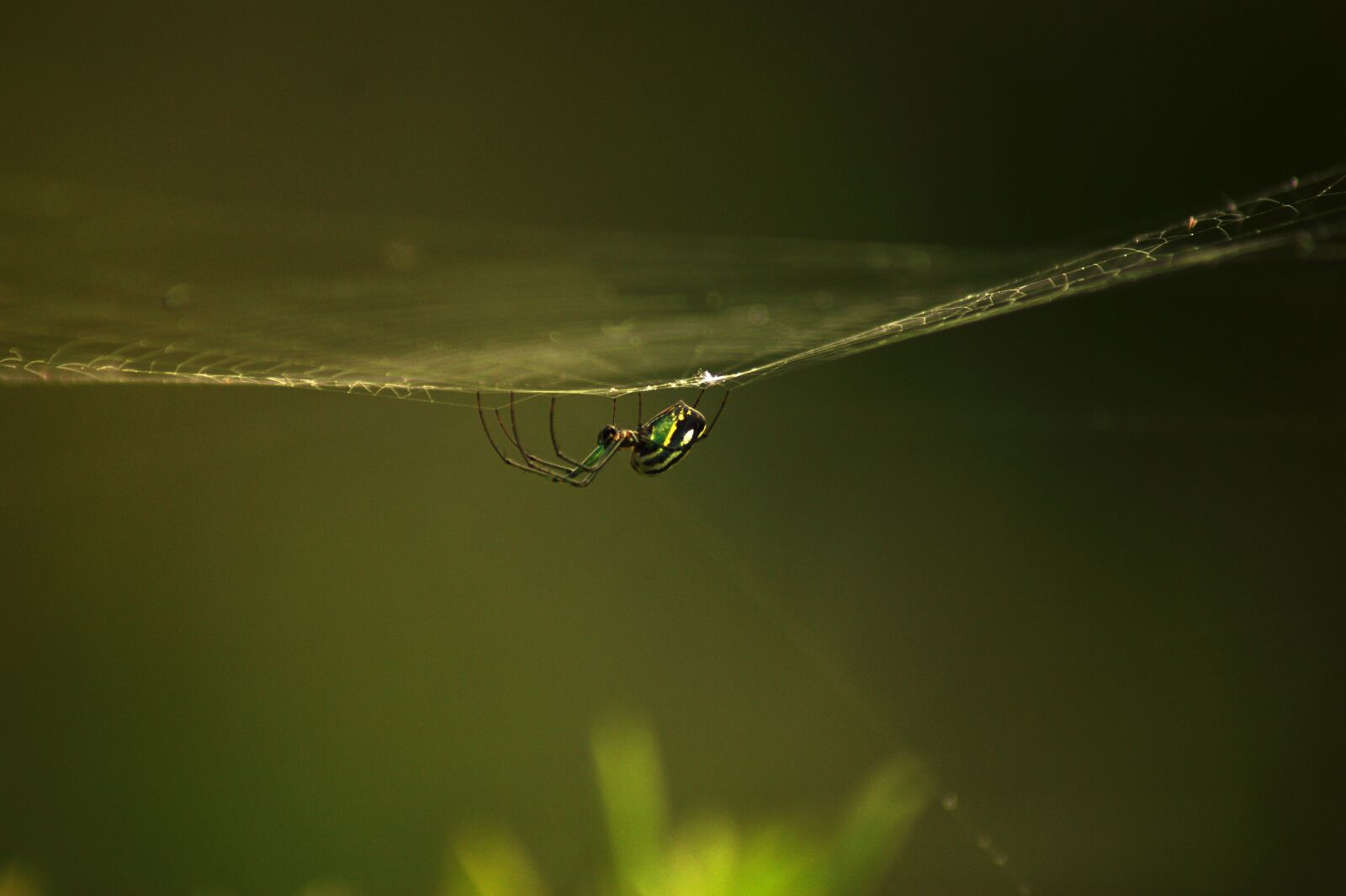 Sony Alpha DSLR-A390 sample photo. Nature, the, field photography