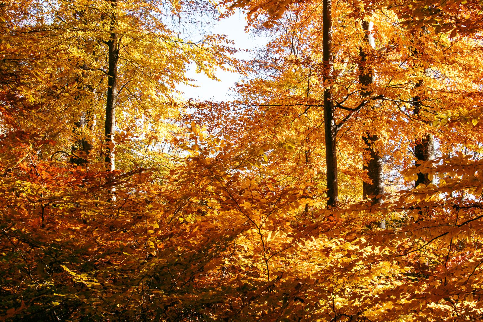 Canon EF-S 55-250mm F4-5.6 IS STM sample photo. Autumn, autumn forest, deciduous photography