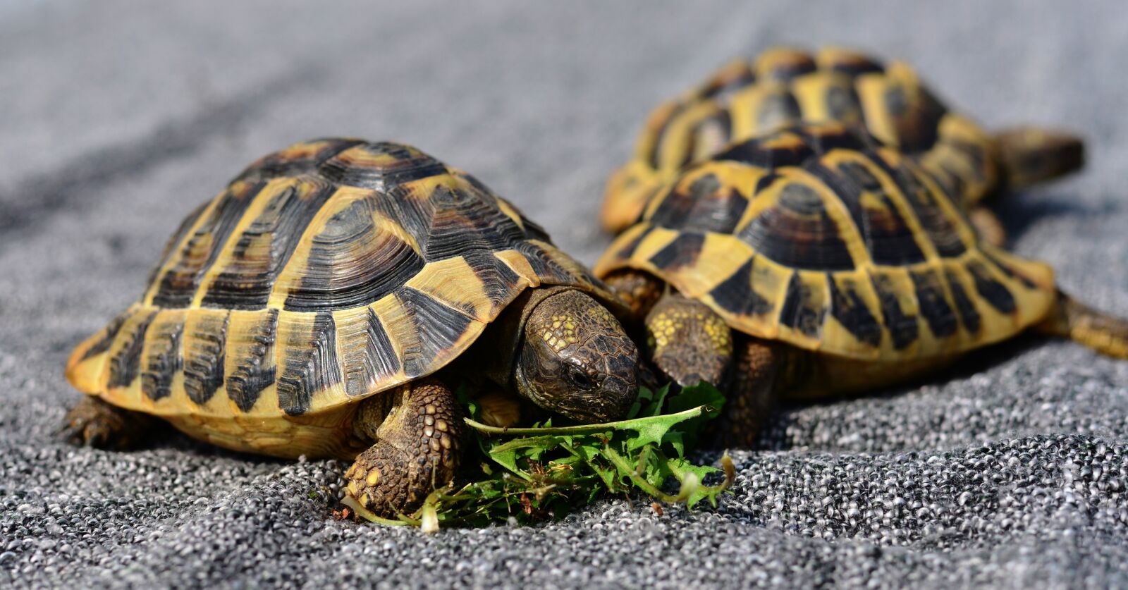 Nikon D610 sample photo. Turtles, reptile, animal photography