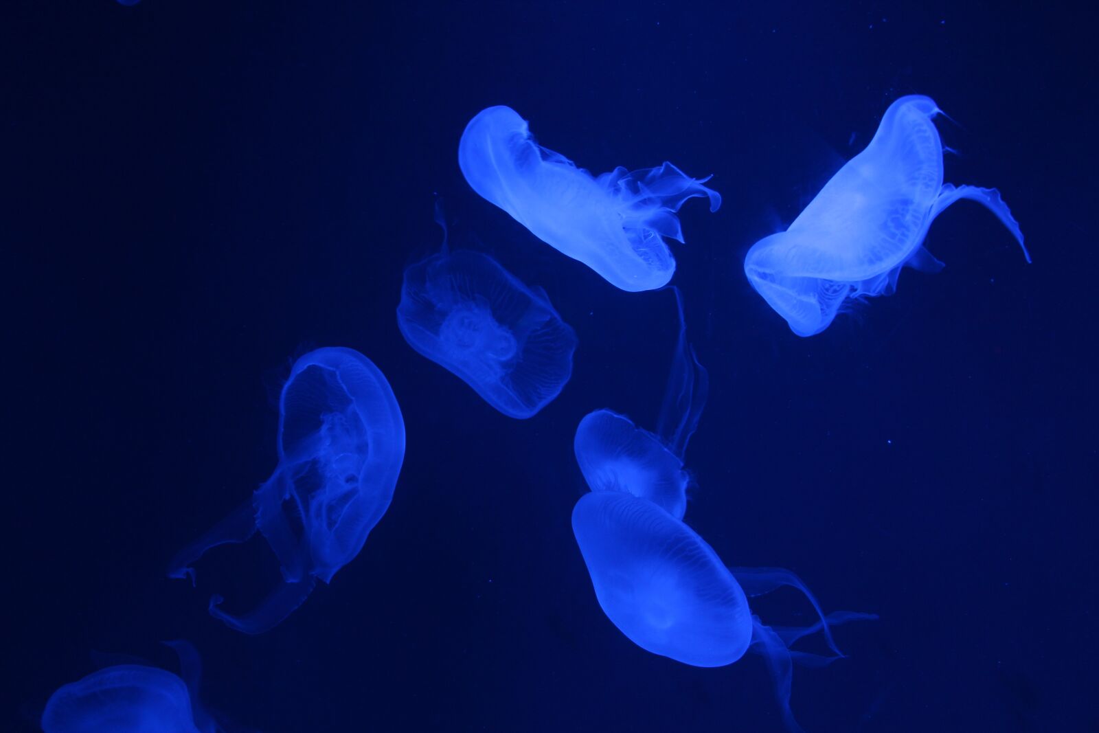 Canon EOS 650D (EOS Rebel T4i / EOS Kiss X6i) + Canon EF-S 18-135mm F3.5-5.6 IS STM sample photo. Jellyfish, oceanarium photography