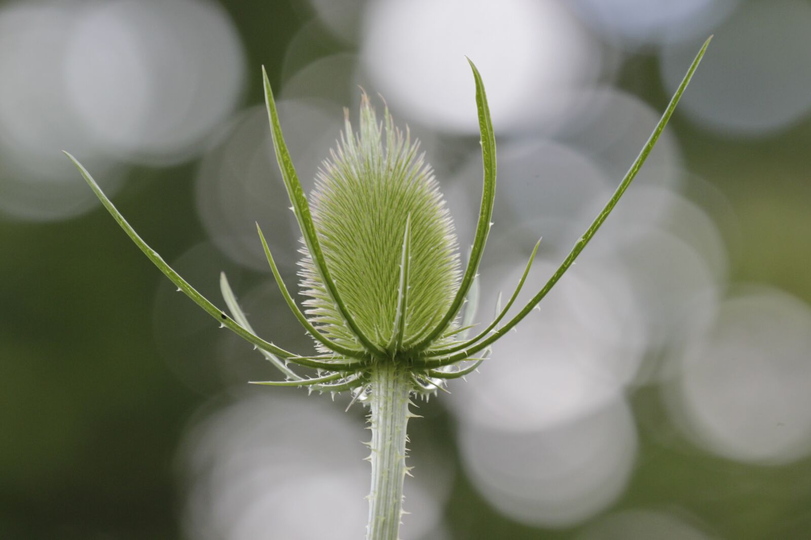 Canon EOS 550D (EOS Rebel T2i / EOS Kiss X4) sample photo. Thistle, spiky, green photography