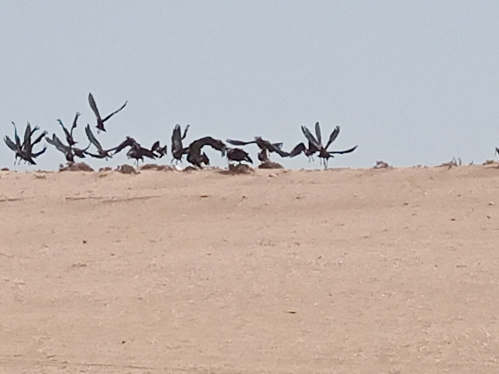 INFINIX MOBILITY LIMITED Infinix X656 sample photo. Ibis, birds, nature photography