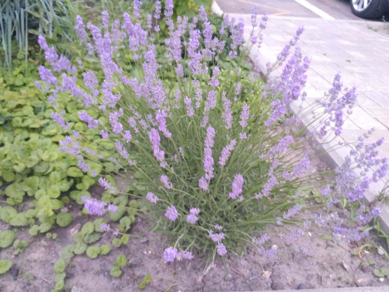 Xiaomi Redmi 3S sample photo. Lavender, flowers, nature photography