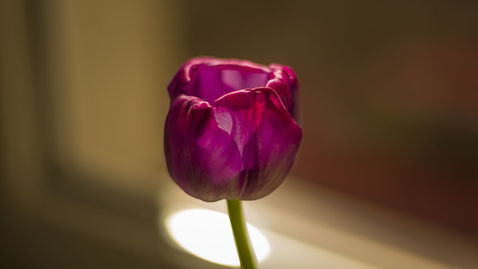 Pentax smc DA 50mm F1.8 sample photo. Flower, tulip, flowers photography