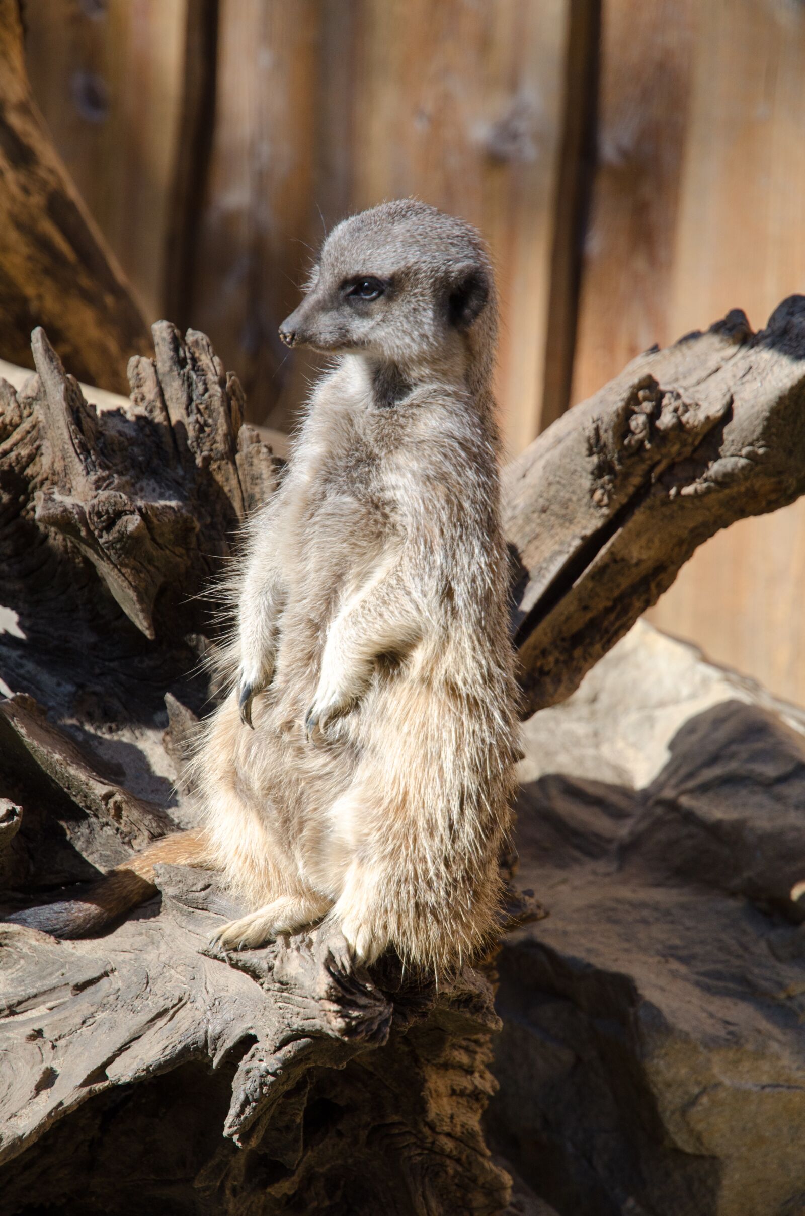 Nikon D7000 sample photo. Meerkat, zoo, animal photography