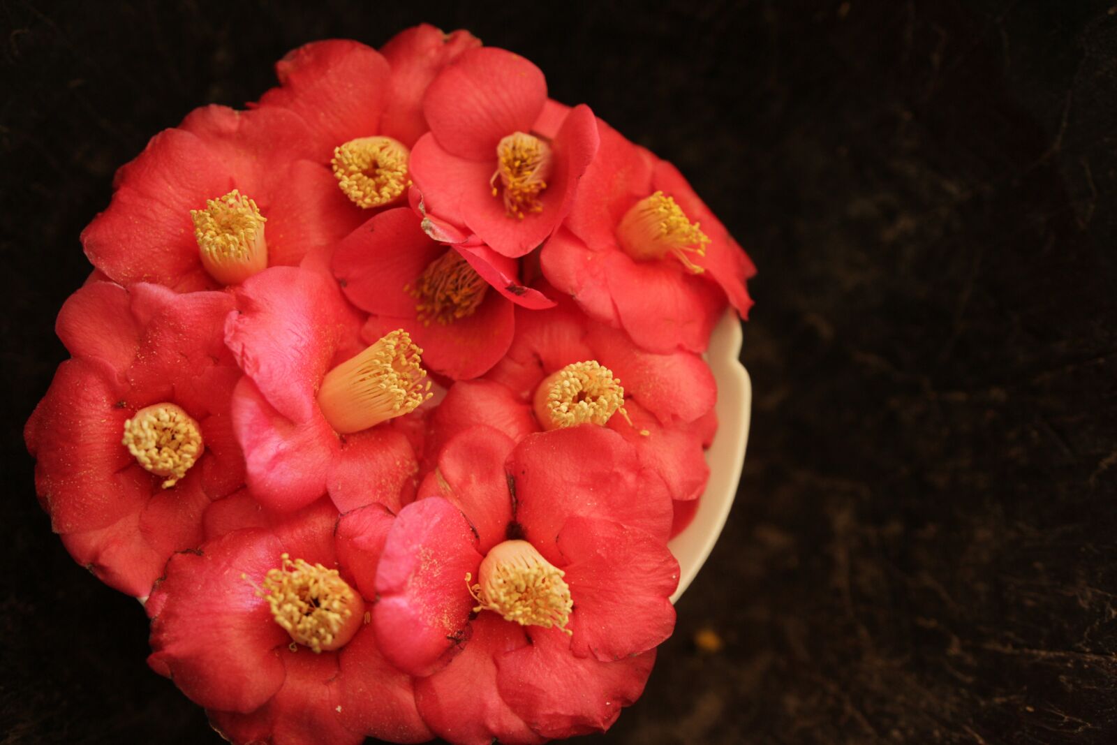 Canon EOS 7D sample photo. Camellia, red, nature photography