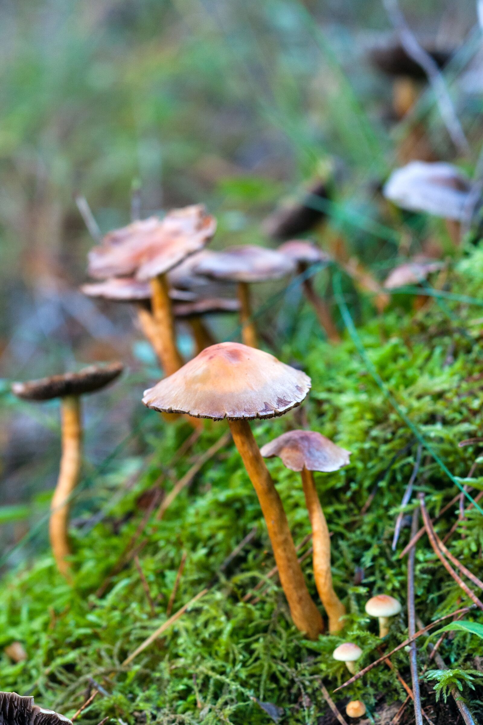Nikon D300S sample photo. Forest, autumn, mushroom photography