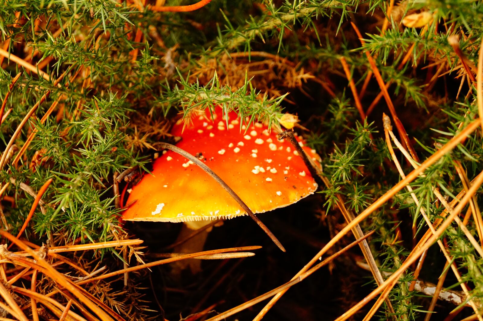 Sony SLT-A57 sample photo. Mushroom, fall, forest photography