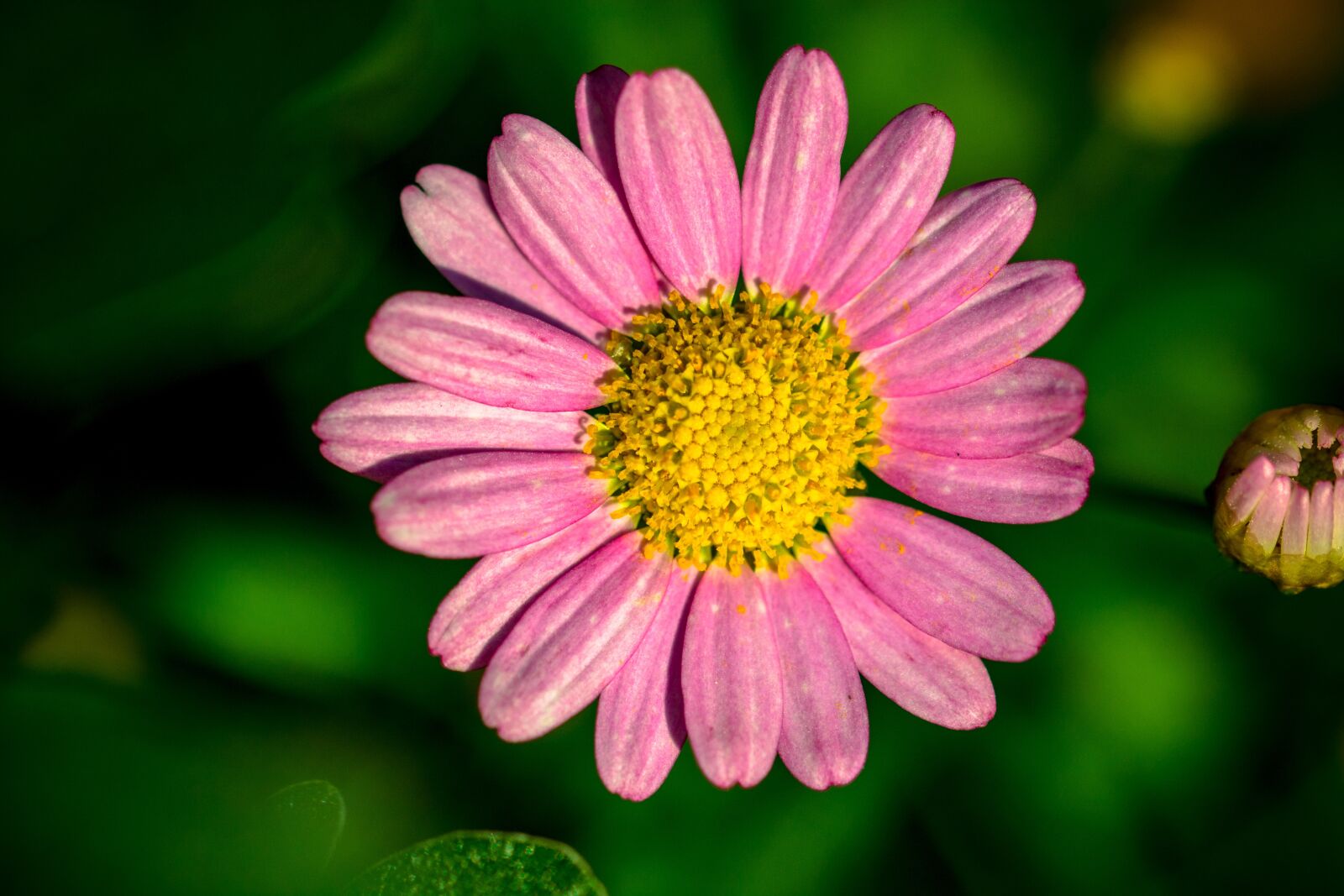 Nikon D7100 sample photo. Leucanthemum, pink-margerite, flower basket photography