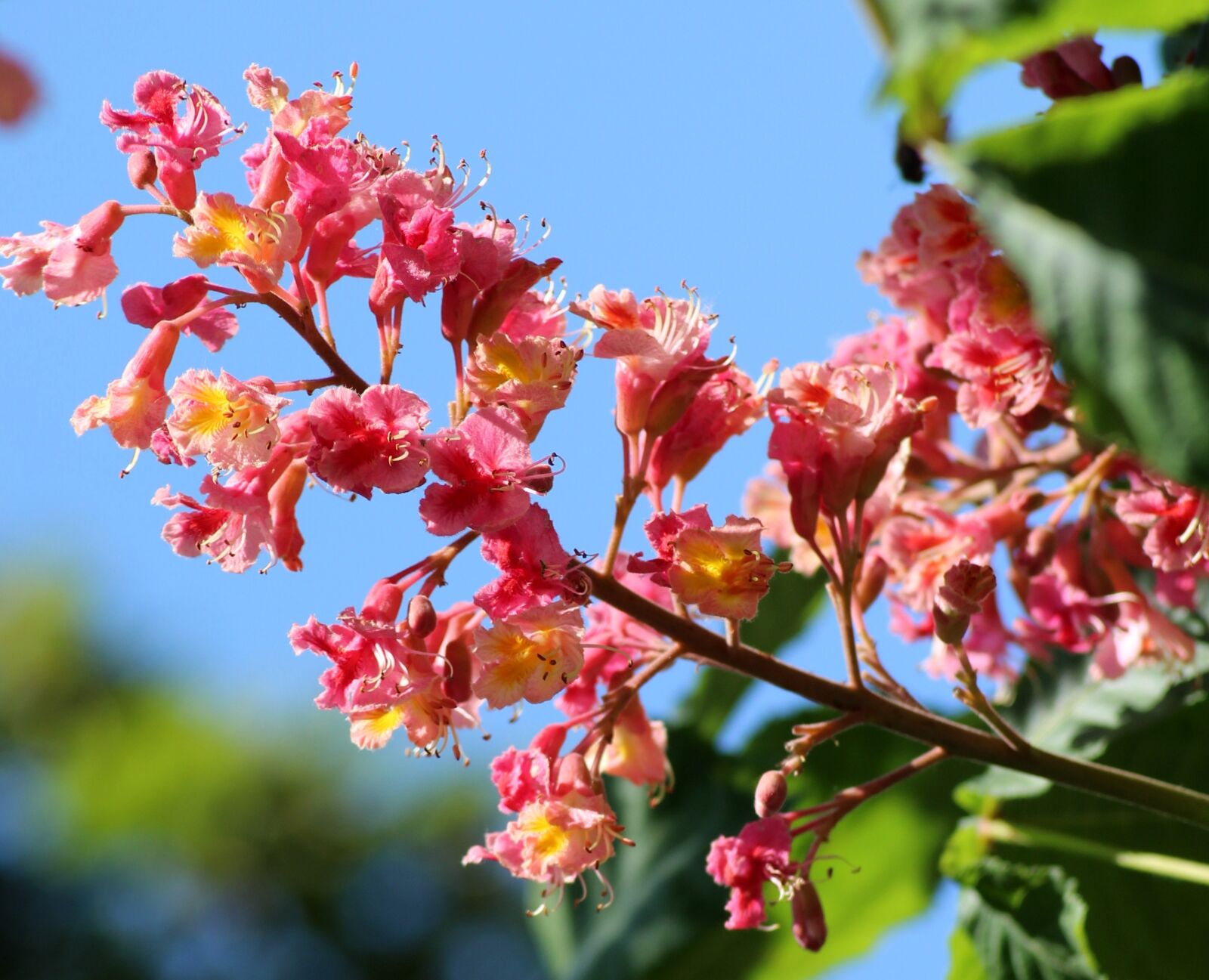 Canon EOS 1200D (EOS Rebel T5 / EOS Kiss X70 / EOS Hi) sample photo. Horse chestnut red, inflorescence photography