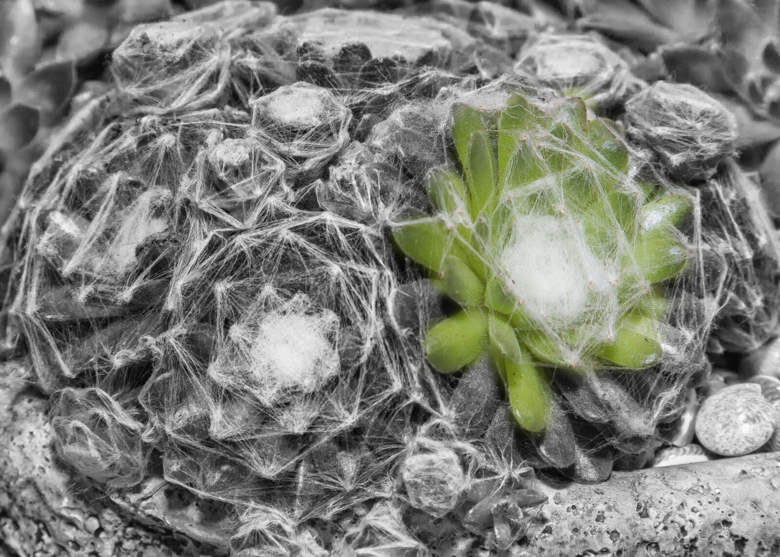 Canon EOS 50D + Canon EF 24-105mm F4L IS USM sample photo. Succulent, flower, color key photography