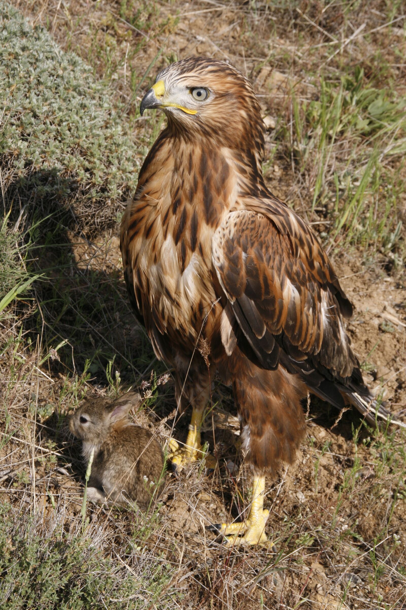 Canon EOS 30D sample photo. Long-legged buzzard, predator, wild photography