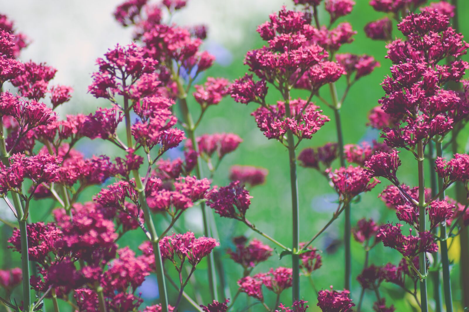Nikon D5300 sample photo. Pink flowers, garden, pink photography