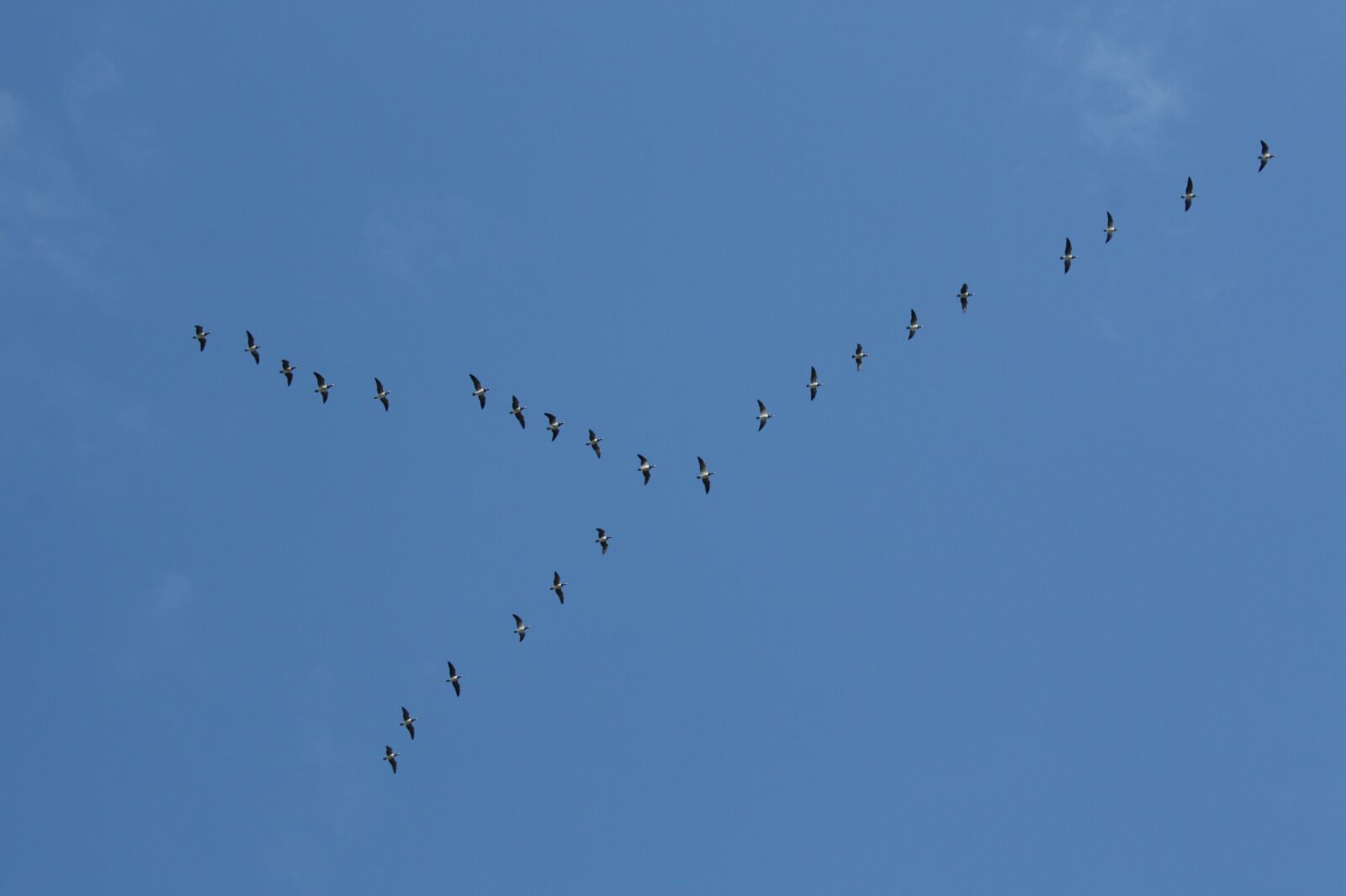 Canon EOS 450D (EOS Rebel XSi / EOS Kiss X2) sample photo. Birds, wedge formation, travel photography