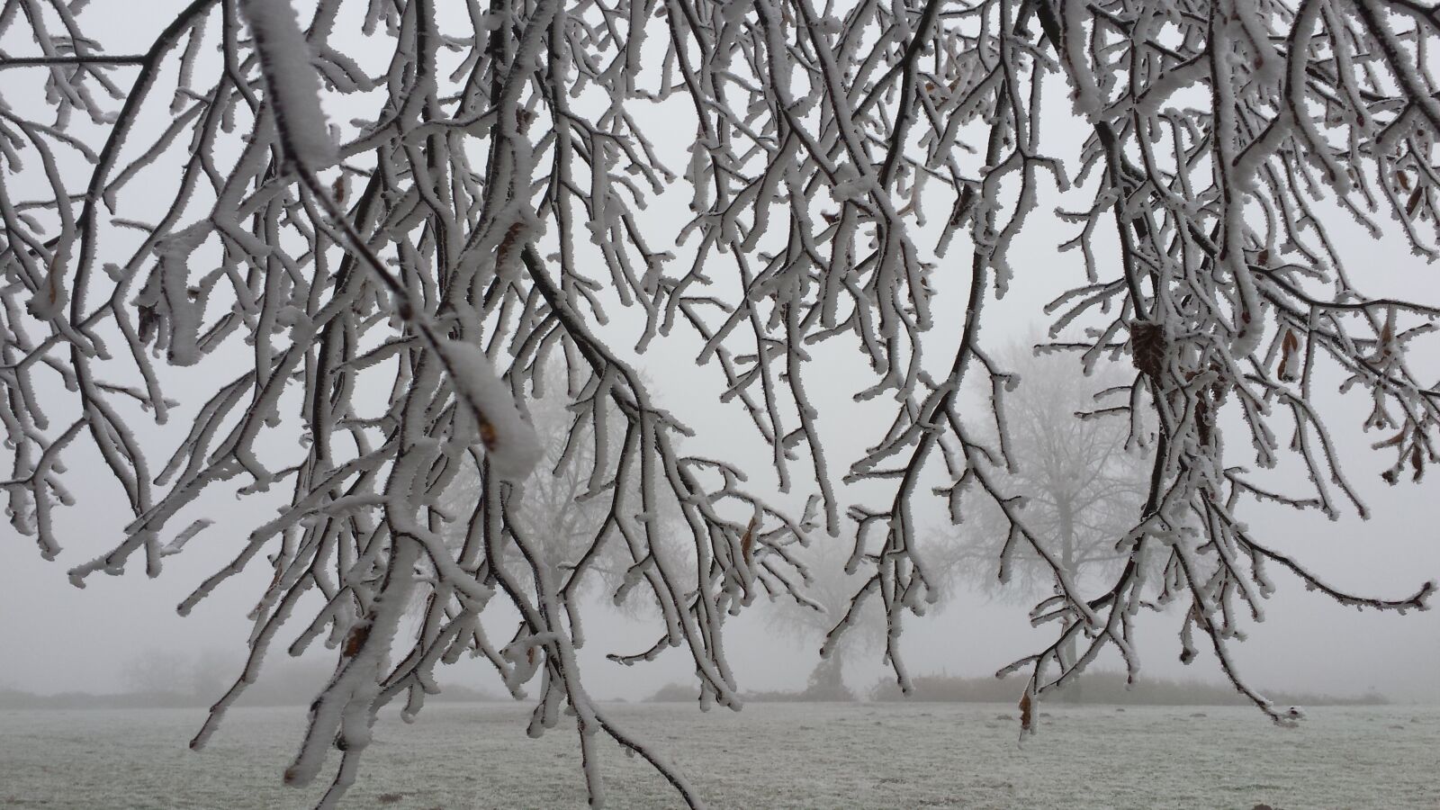 Samsung Galaxy S4 sample photo. Winter, ripe, branches photography
