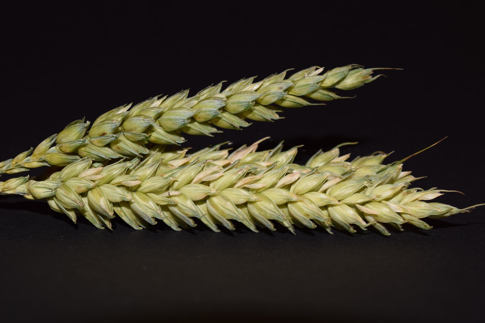 Nikon D3300 sample photo. Wheat, ear, cereals photography
