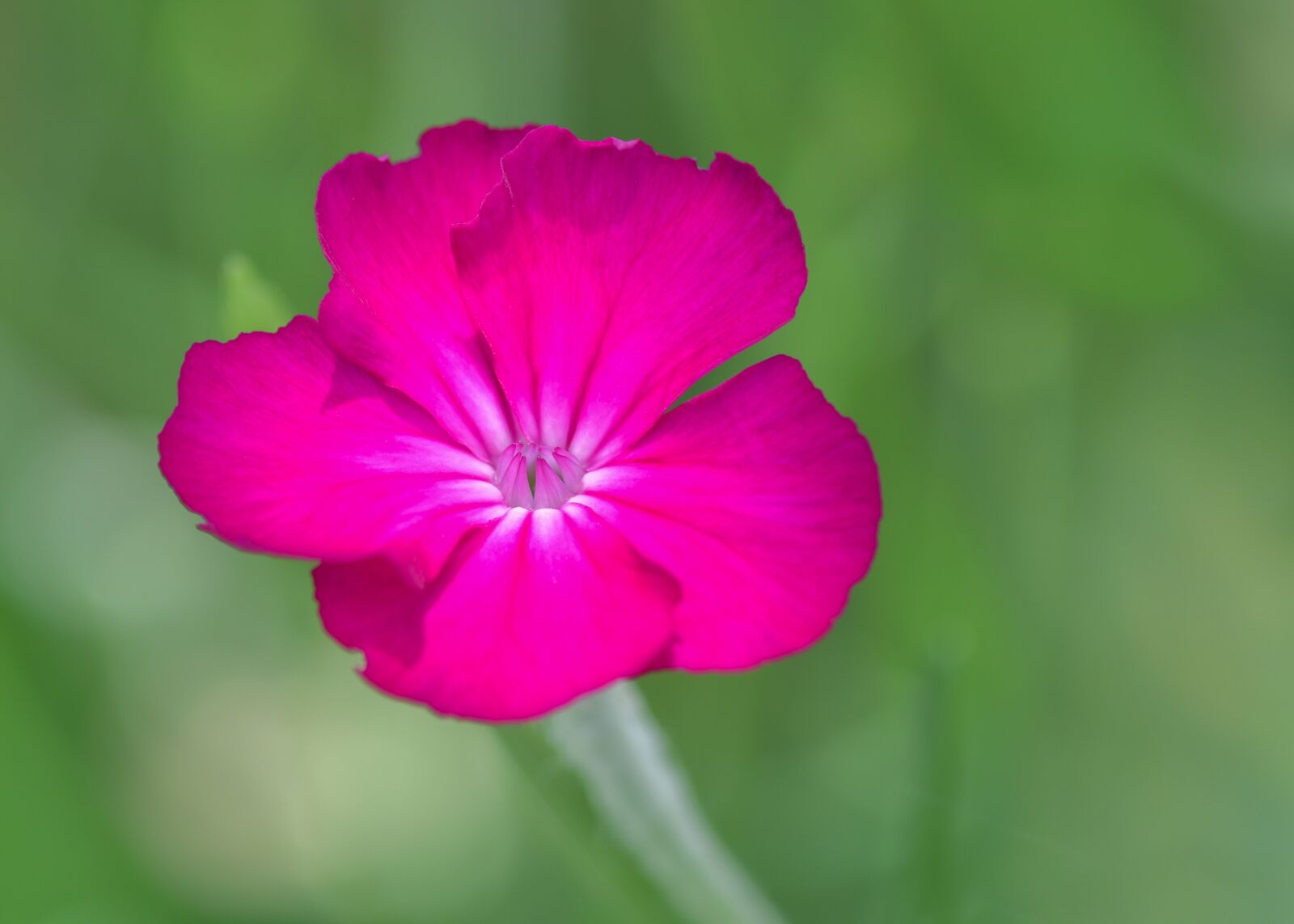Nikon D500 sample photo. Flower, fuchsia, plant photography