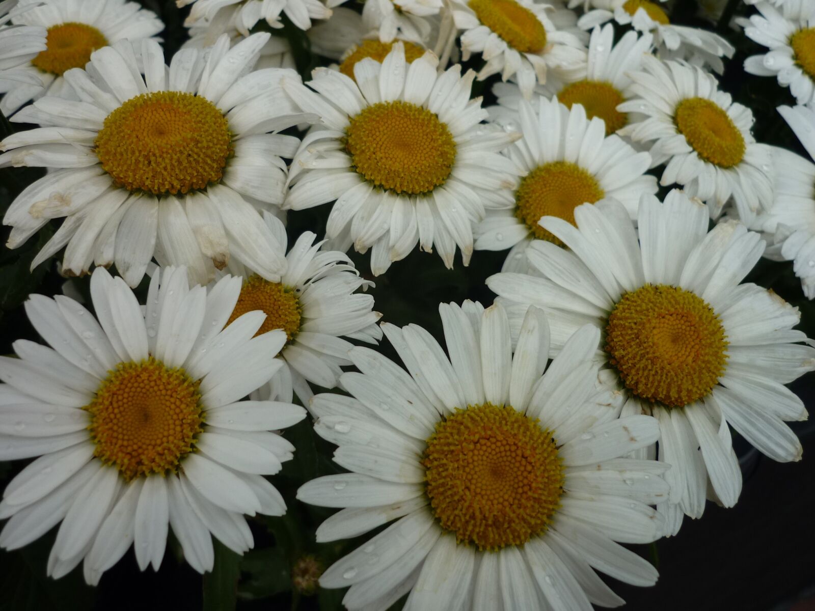 Panasonic Lumix DMC-FS6 sample photo. Daisies, nature, white photography