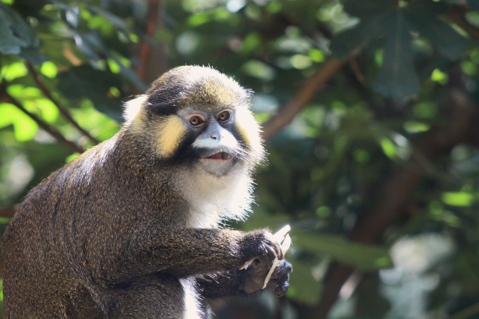 Canon EOS 1000D (EOS Digital Rebel XS / EOS Kiss F) sample photo. Monkey, animal, mammal photography