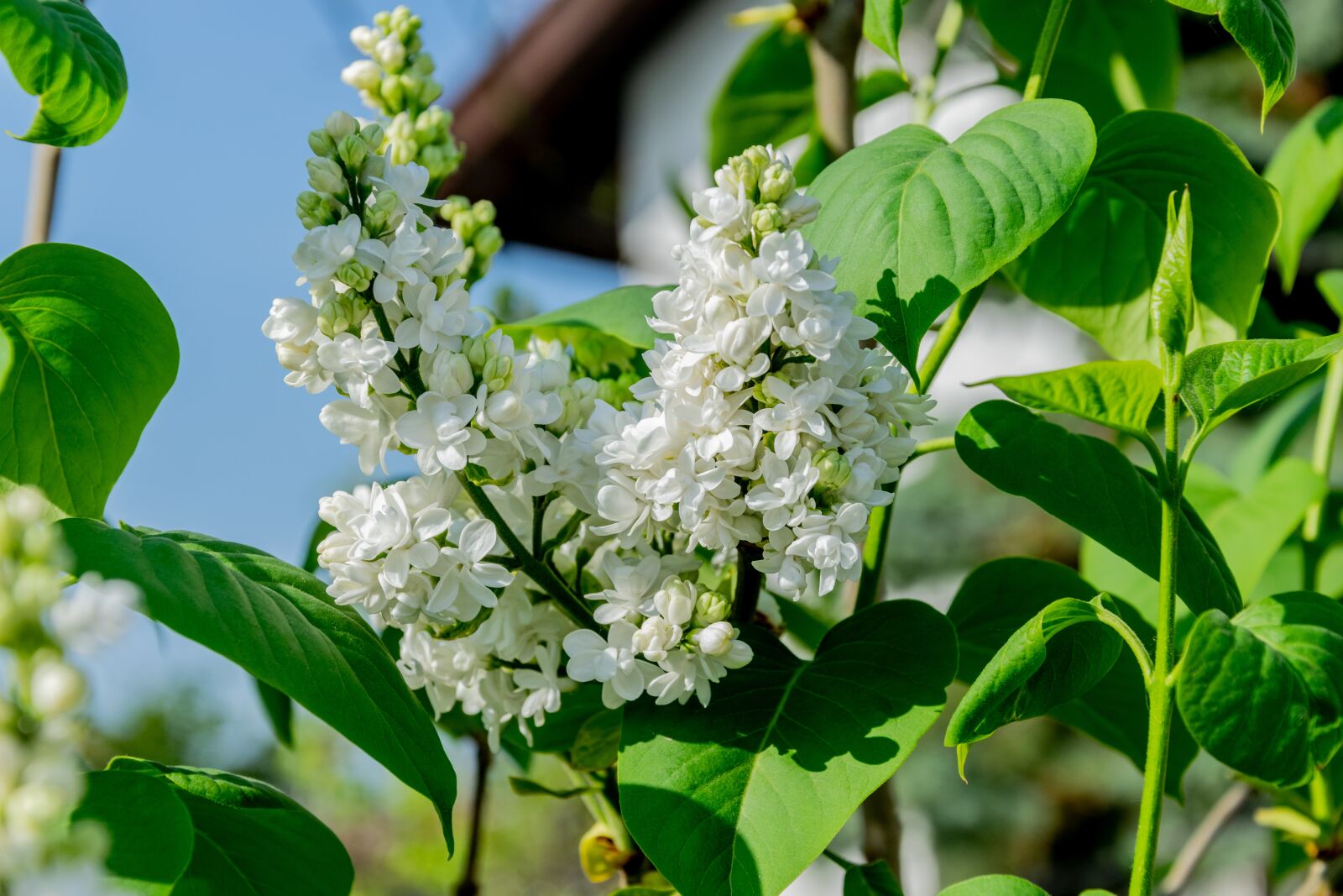 Nikon D3300 sample photo. Flower, white, spring photography