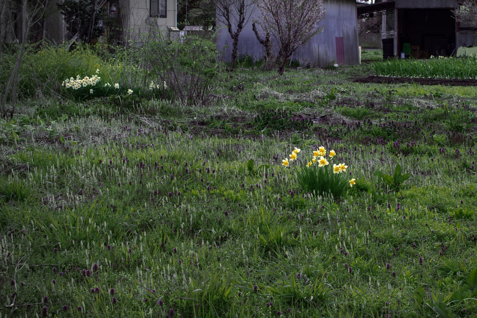 Canon EOS 200D (EOS Rebel SL2 / EOS Kiss X9) sample photo. "Daffodil, flowers, green" photography