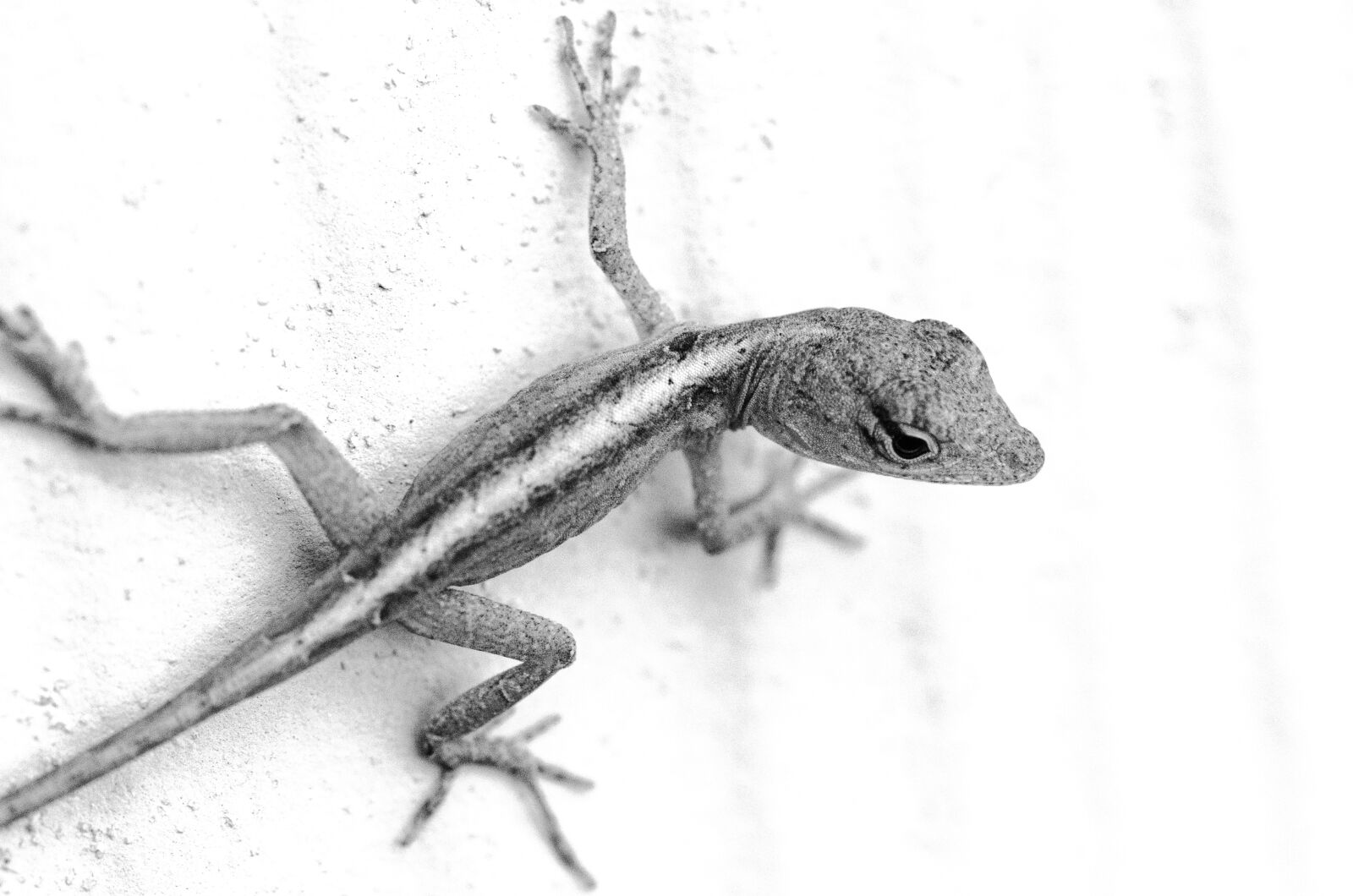Nikon D7000 sample photo. Lizard, nature, reptile photography