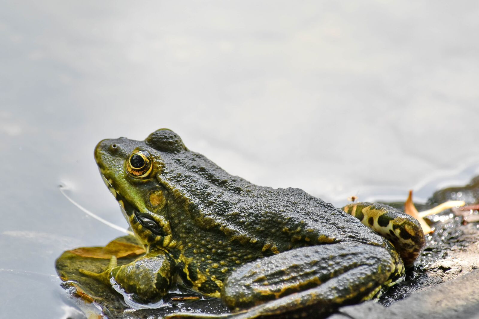 Nikon D5500 sample photo. Endangered species, endemic, frog photography