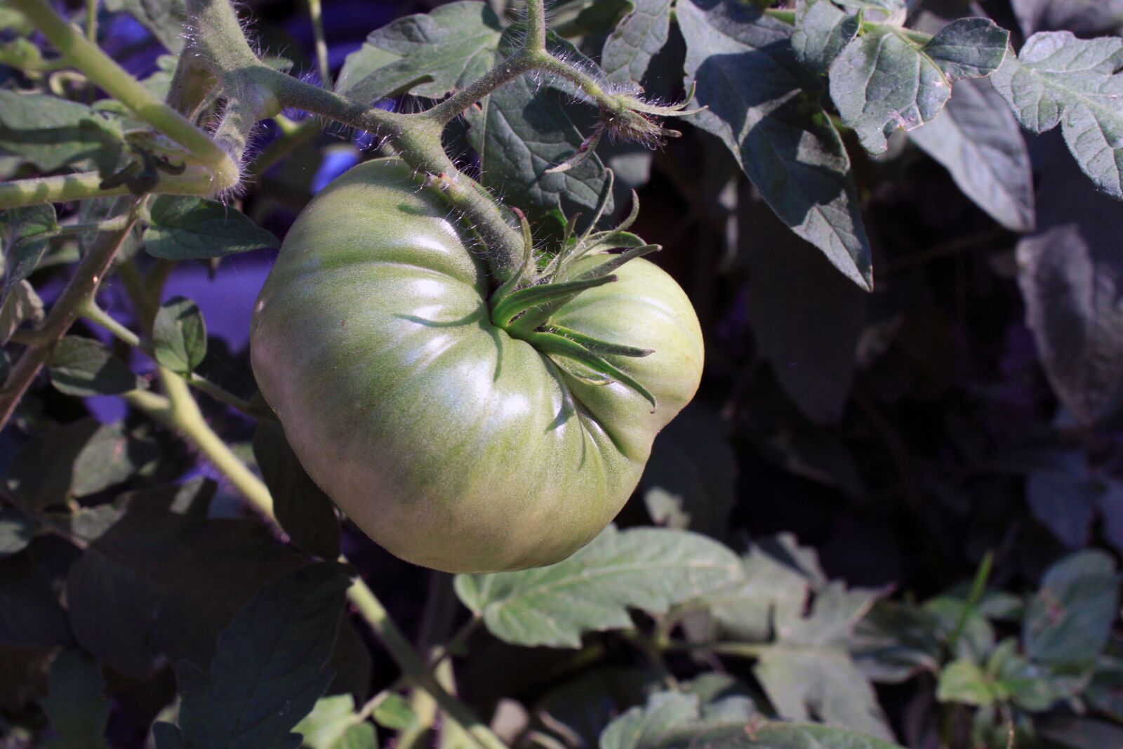 Canon EOS 500D (EOS Rebel T1i / EOS Kiss X3) sample photo. Tomato, ripening, plant photography
