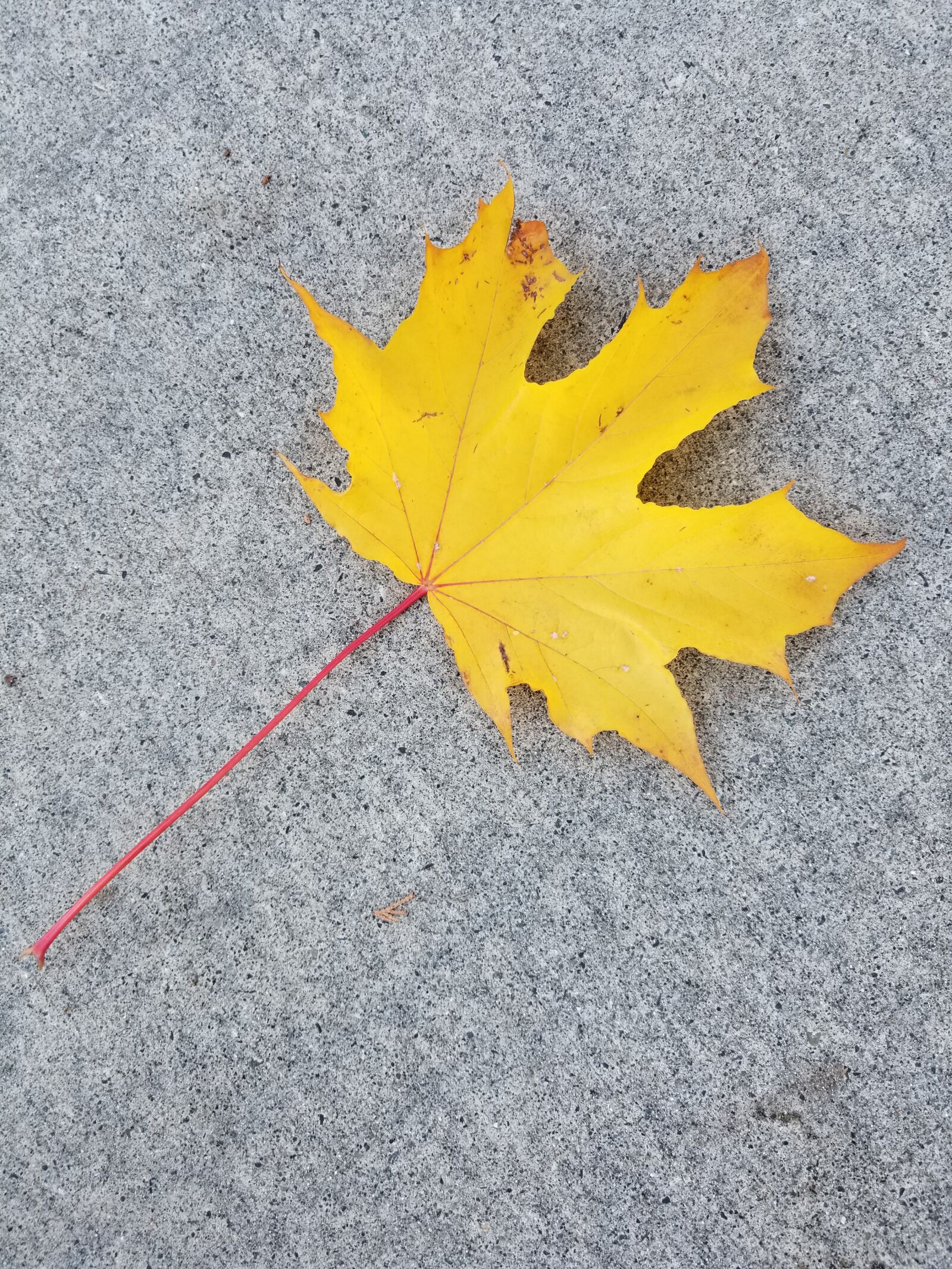 Samsung Galaxy S8+ sample photo. Fall, leaf, nature photography