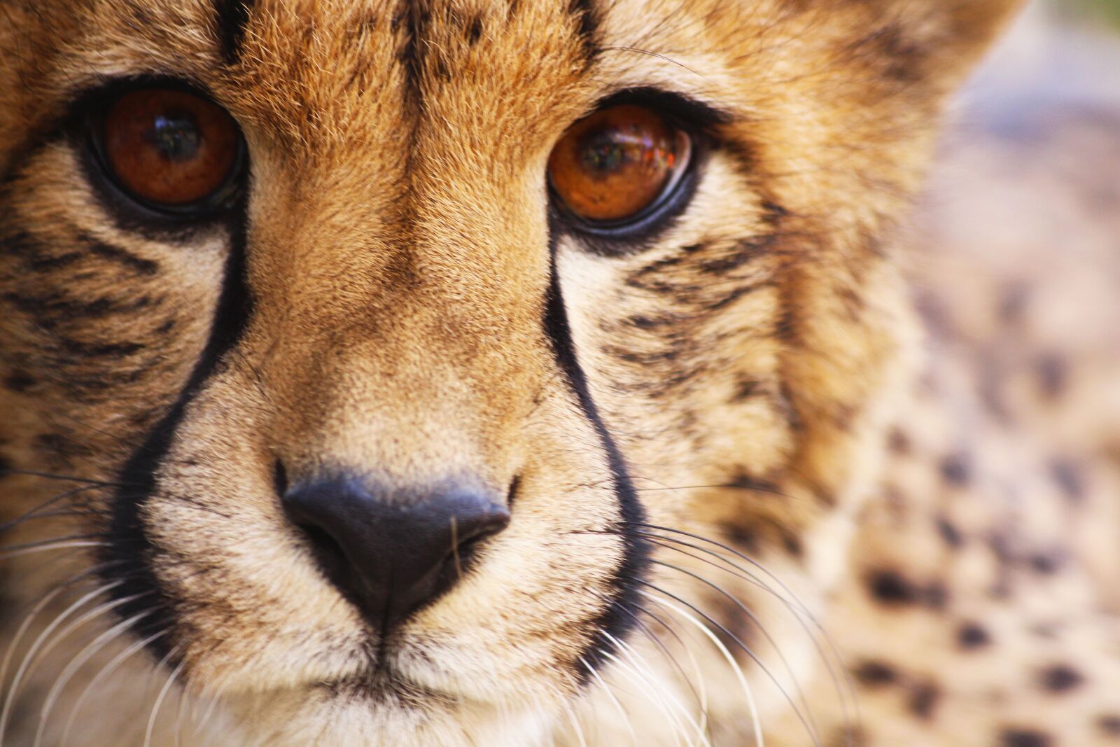 Canon EOS 700D (EOS Rebel T5i / EOS Kiss X7i) sample photo. Cheetah, predator, animal photography