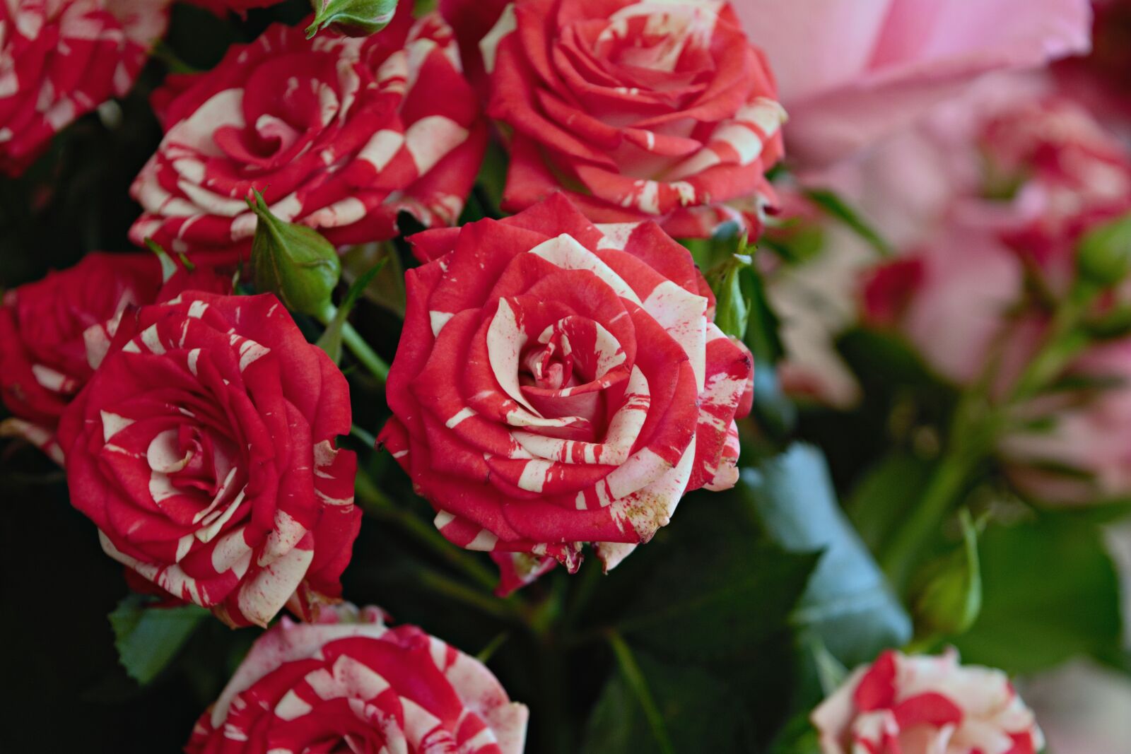 Nikon D5200 sample photo. Bouquet, flowers, pink photography