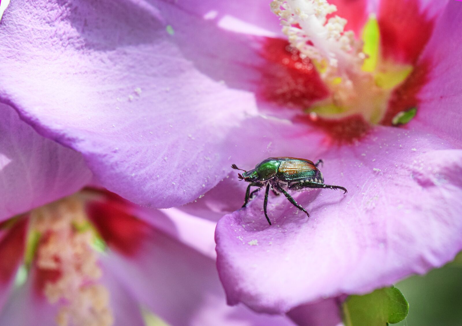 Nikon D5300 sample photo. Beetle, japanese, insect photography