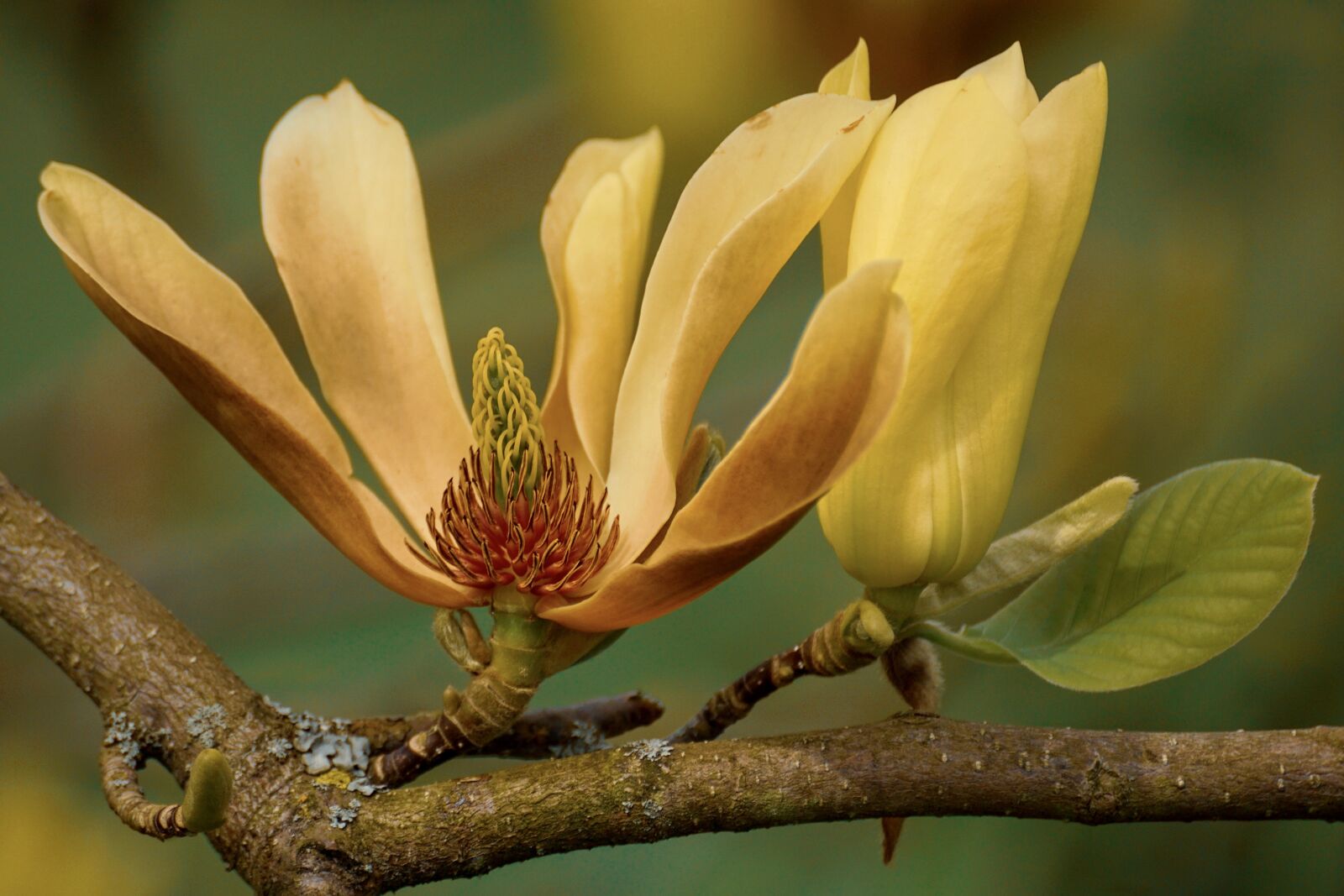 Sony DT 55-300mm F4.5-5.6 SAM sample photo. Magnolia, yellow, blossom photography