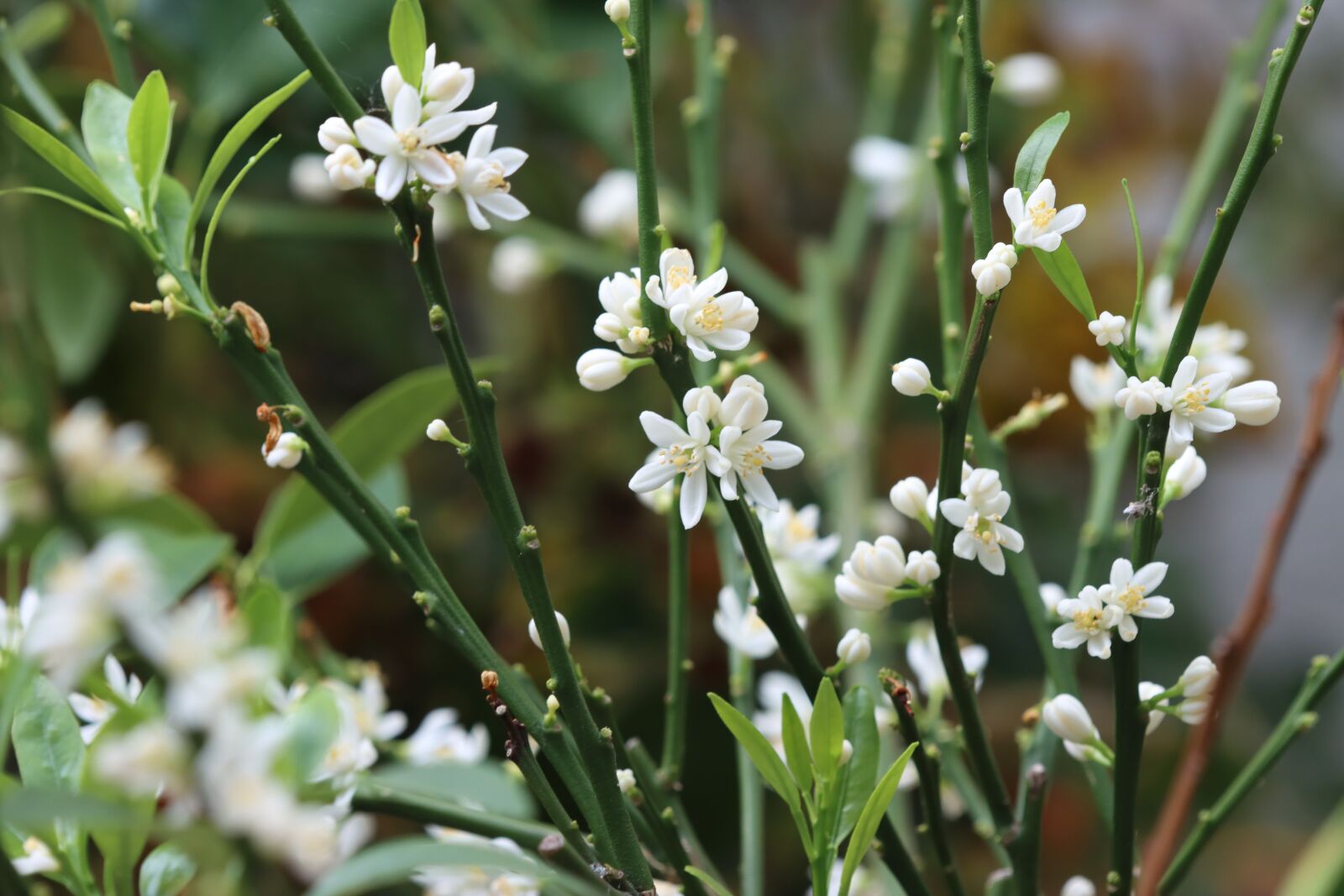 Canon EOS 90D sample photo. Flowers, citrus, health photography