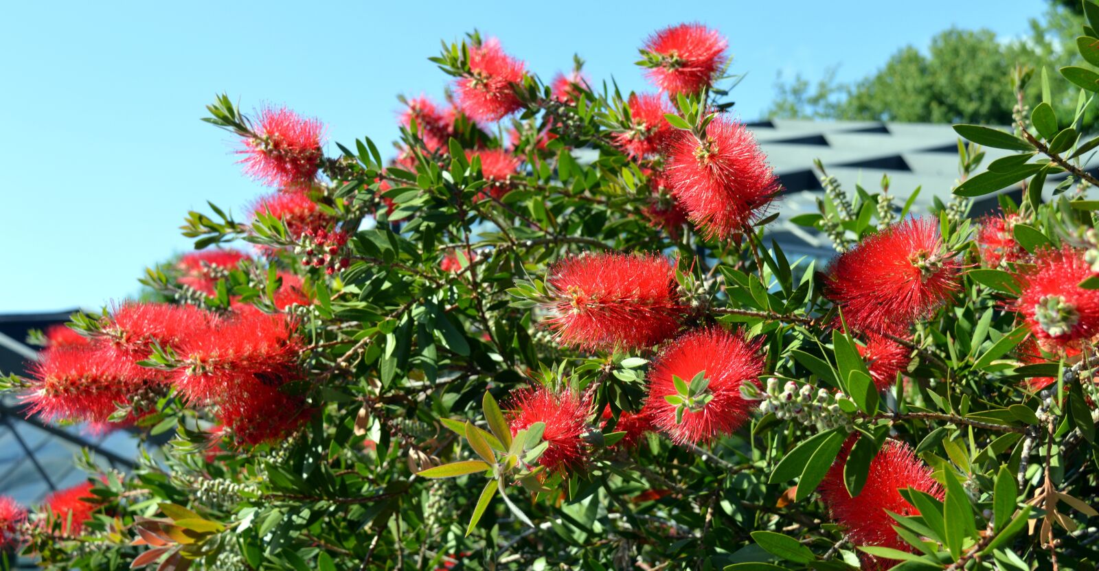 Nikon D3200 sample photo. Bottlebrush, callistemon, myrtle family photography