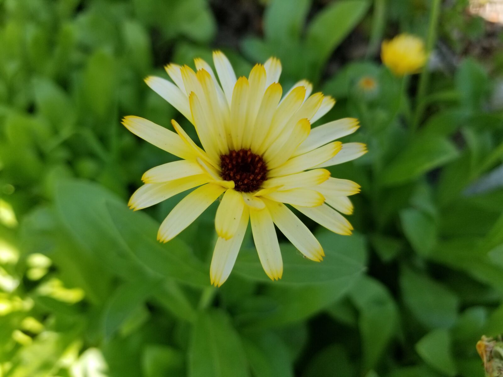 Samsung Galaxy S8 sample photo. Yellow, flower, blossom photography