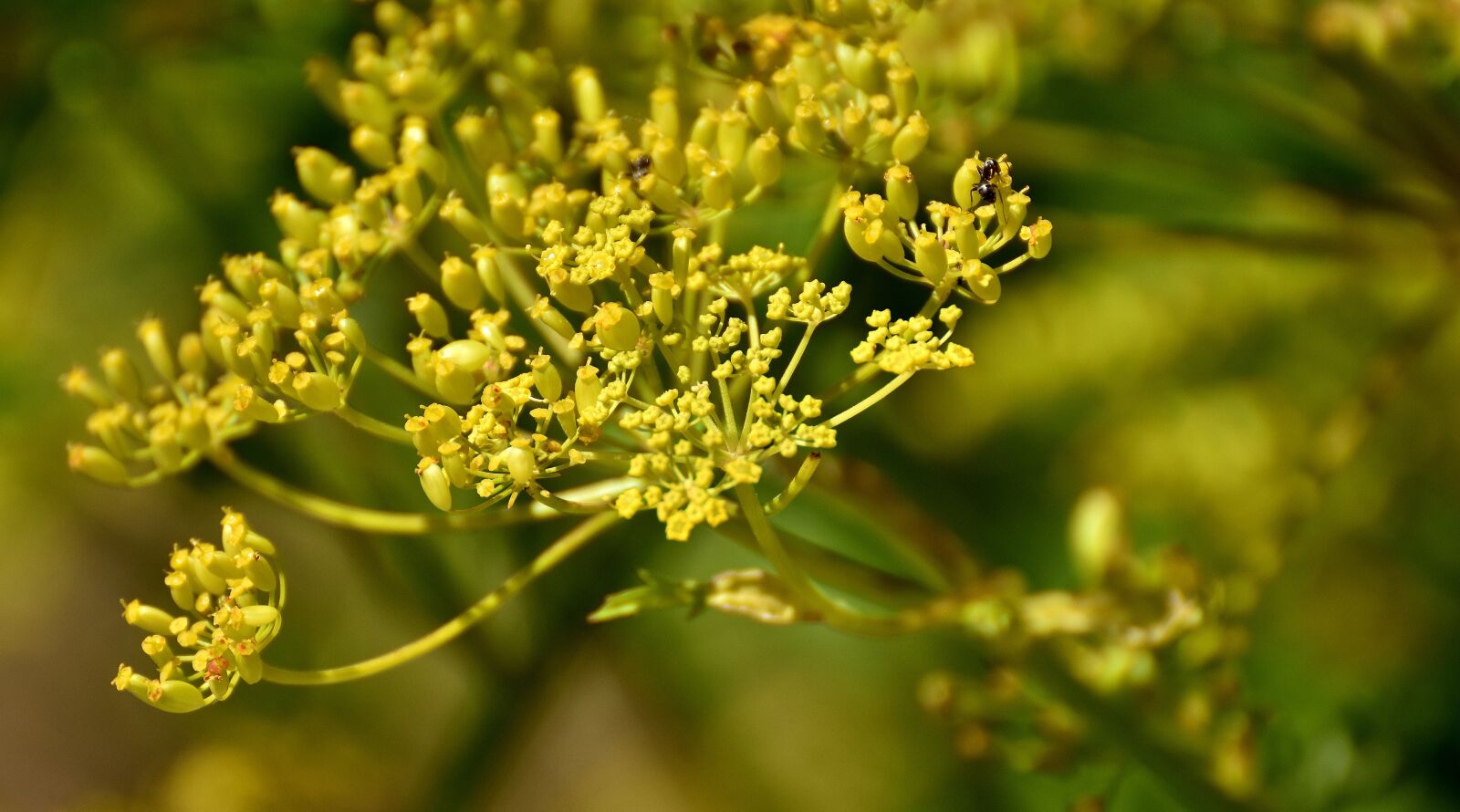 Nikon D7200 sample photo. The garden parsnip, pastinaca photography