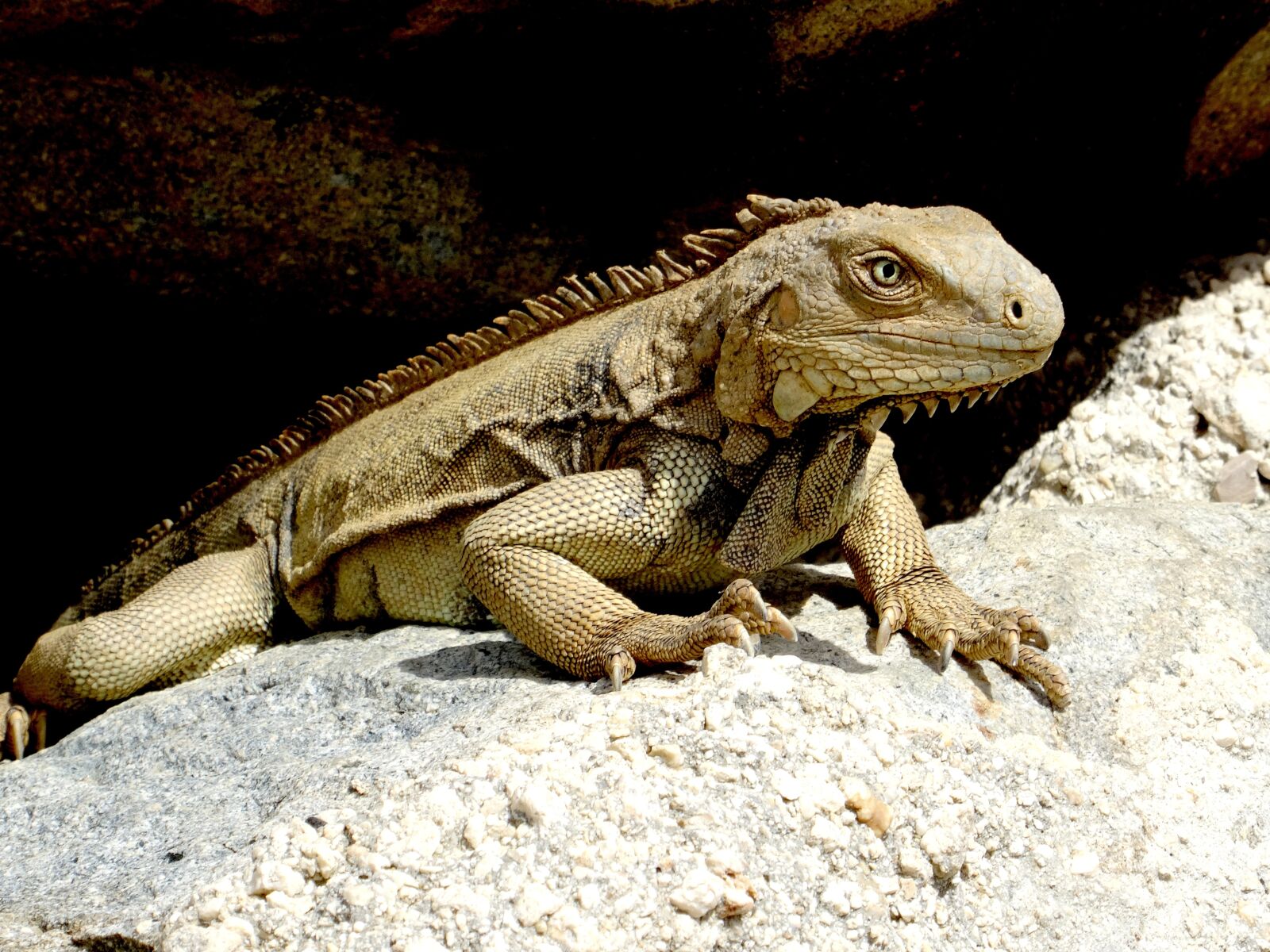 Sony Cyber-shot DSC-HX50V sample photo. Iguana, caribbean, reptile photography
