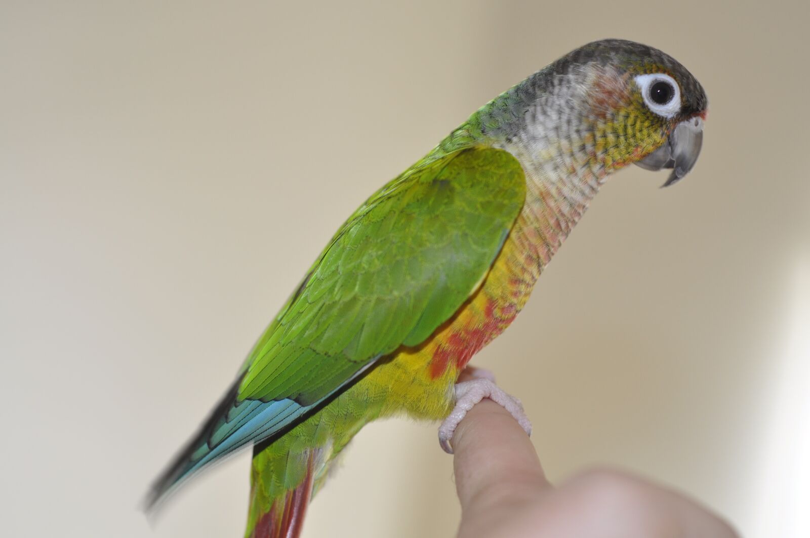 Nikon D90 sample photo. Parrot, conure, green cheek photography